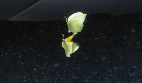 Réf. 302 681 : Gonepteryx cleopatra